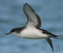 Manx Shearwater