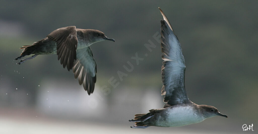 Balearic Shearwateradult, Flight