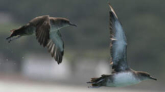 Balearic Shearwater