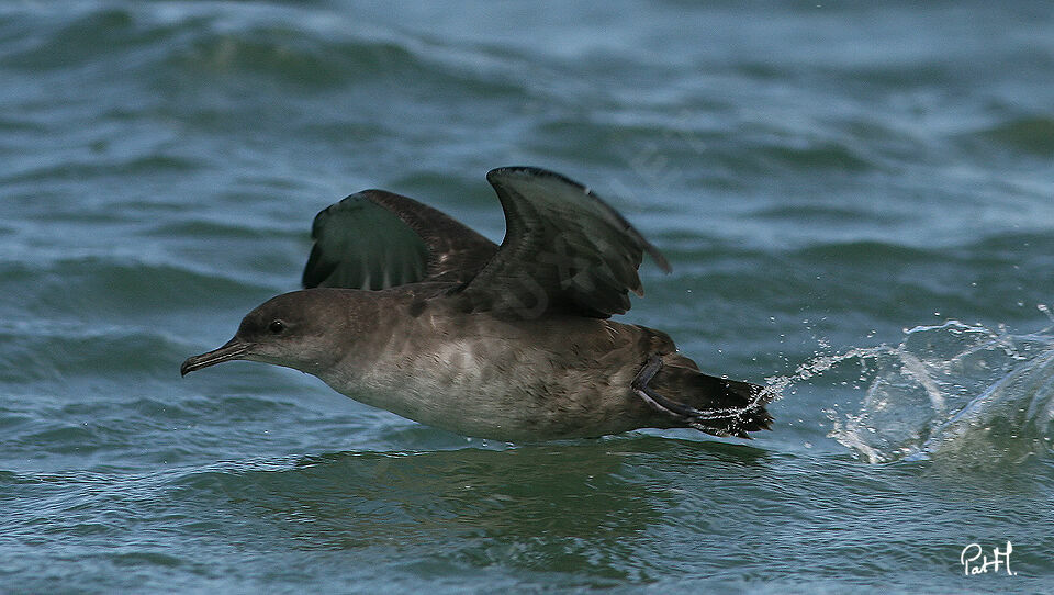 Balearic Shearwateradult, Flight