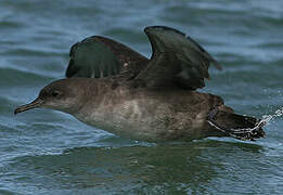 Balearic Shearwater