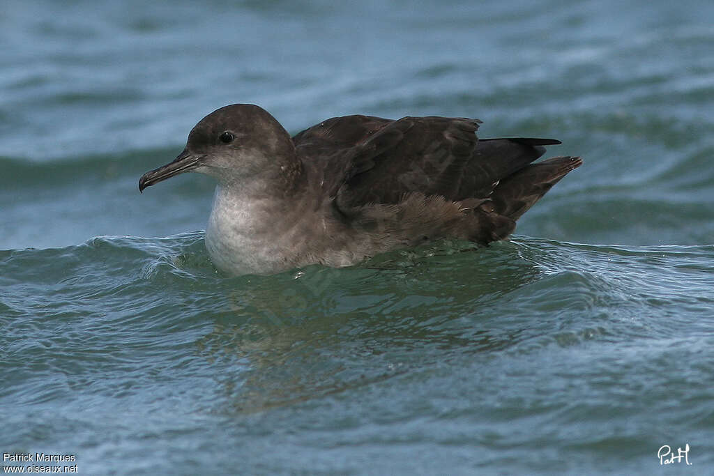 Balearic Shearwateradult, identification, Behaviour