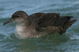 Balearic Shearwater