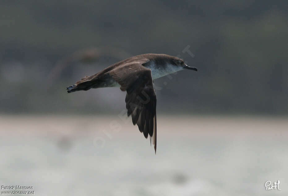 Balearic Shearwateradult, identification