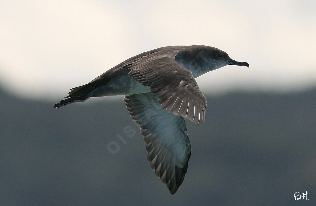 Puffin des Baléaresadulte, Vol