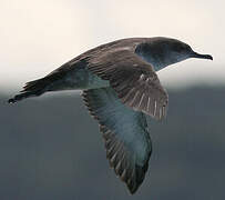 Balearic Shearwater