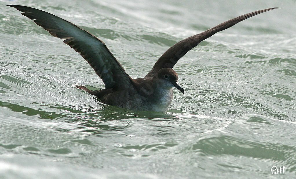 Balearic Shearwateradult, identification