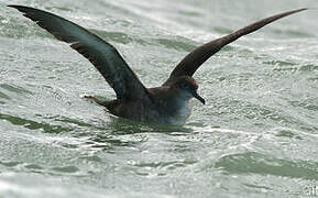 Balearic Shearwater