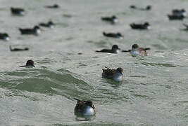 Balearic Shearwater