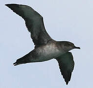 Balearic Shearwater