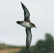 Balearic Shearwater