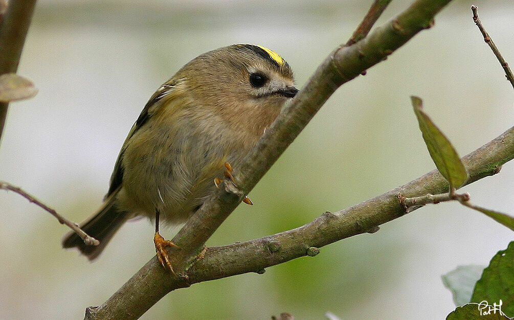 Goldcrestadult, identification