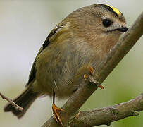 Goldcrest