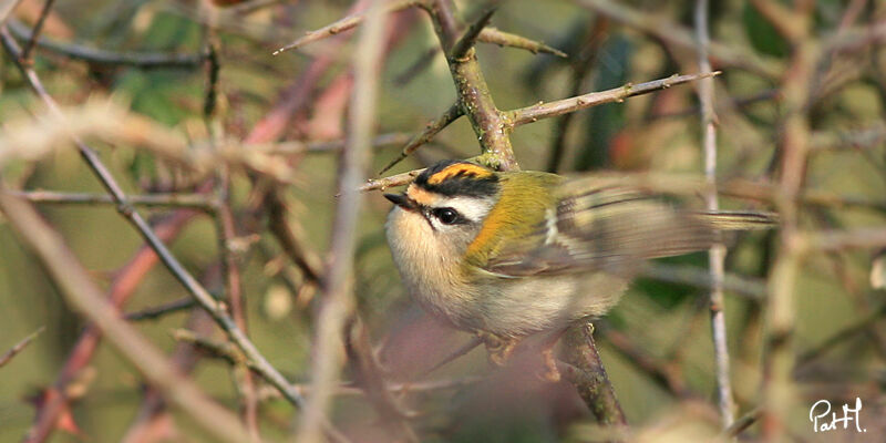 Common Firecrestadult, identification