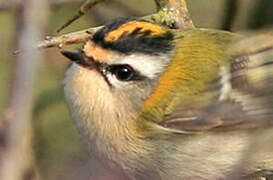 Common Firecrest