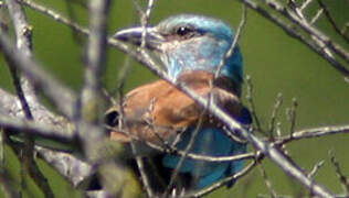 European Roller