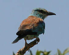 European Roller