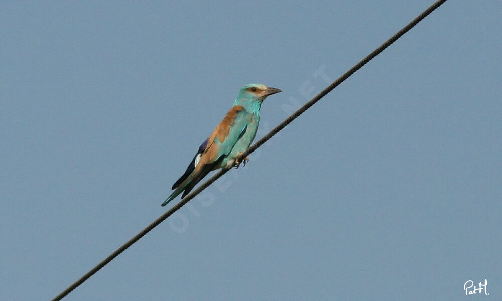 European Roller