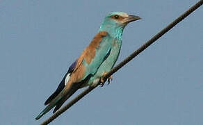 European Roller