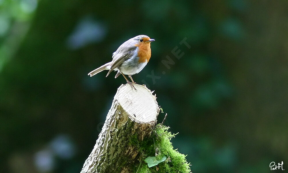 European Robin