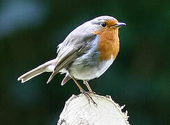 European Robin