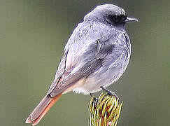 Black Redstart