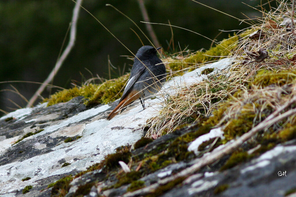 Black Redstart