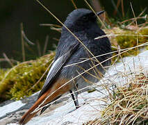 Black Redstart