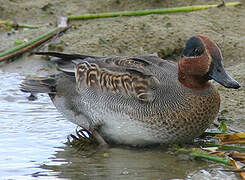 Eurasian Teal