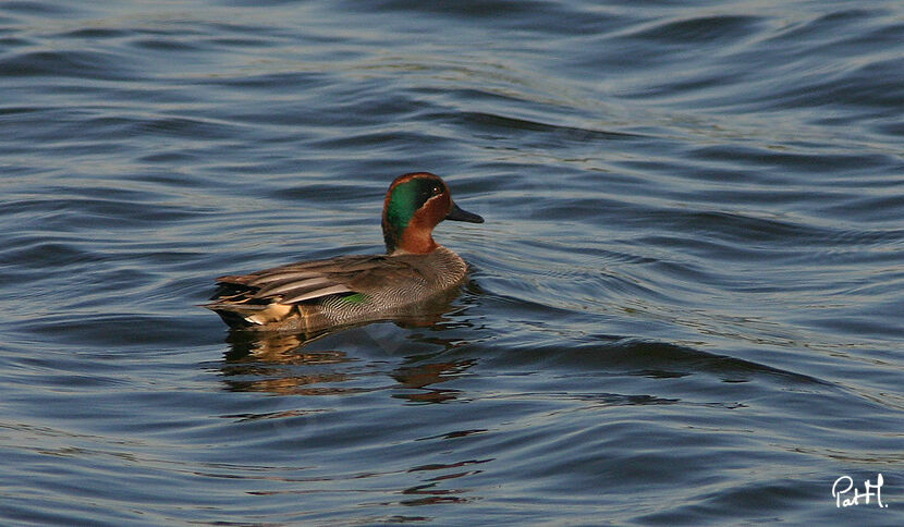 Sarcelle d'hiver mâle adulte nuptial, identification