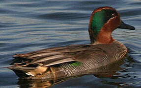 Eurasian Teal