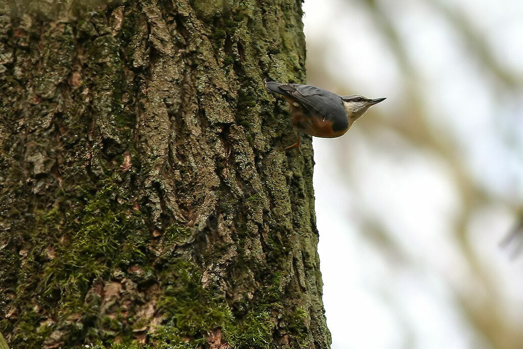 Eurasian Nuthatch, identification