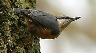 Eurasian Nuthatch