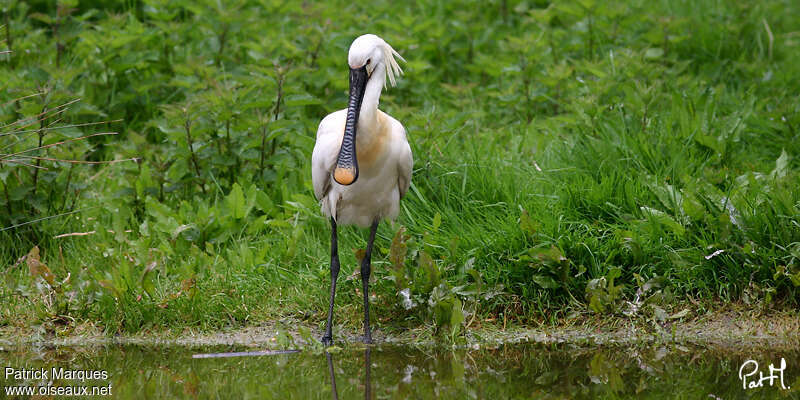 Eurasian Spoonbilladult breeding, identification