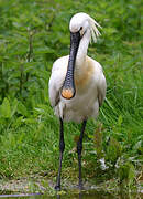 Eurasian Spoonbill