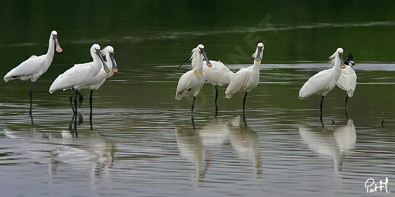 Eurasian Spoonbill, identification