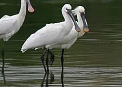 Eurasian Spoonbill