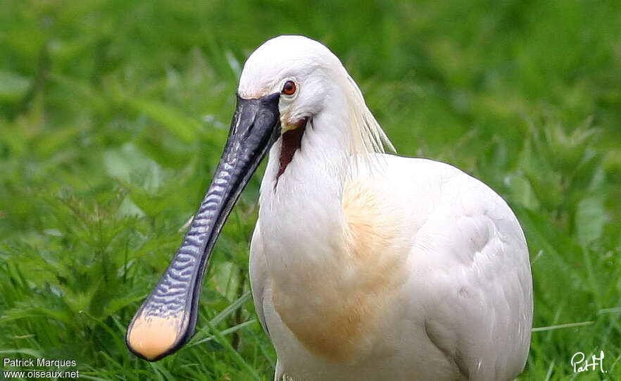 Eurasian Spoonbilladult breeding, close-up portrait