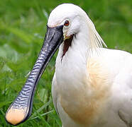 Eurasian Spoonbill