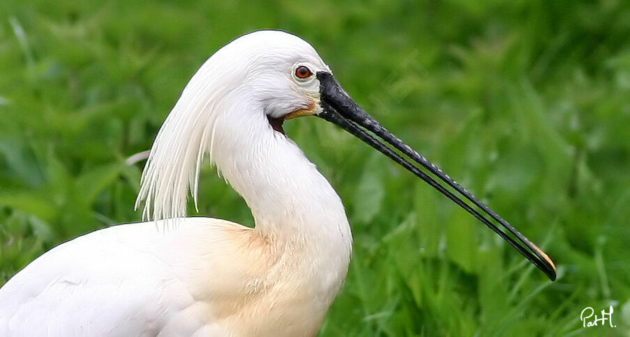 Eurasian Spoonbilladult breeding, identification