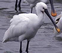 Eurasian Spoonbill