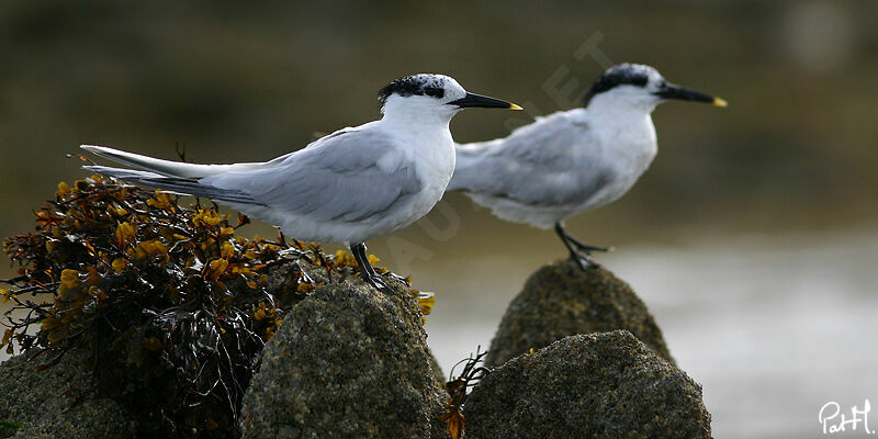 Sandwich Tern, identification