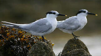 Sandwich Tern