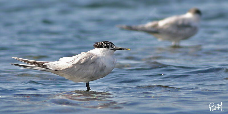 Sandwich Tern, identification