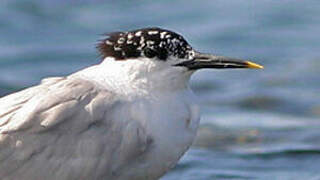 Sandwich Tern