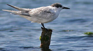 Sandwich Tern