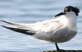 Sandwich Tern