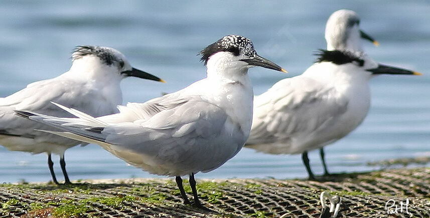 Sandwich Tern, identification