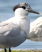 Sandwich Tern