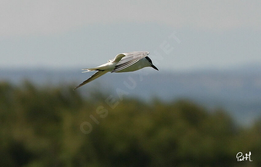 Gull-billed Tern, Flight